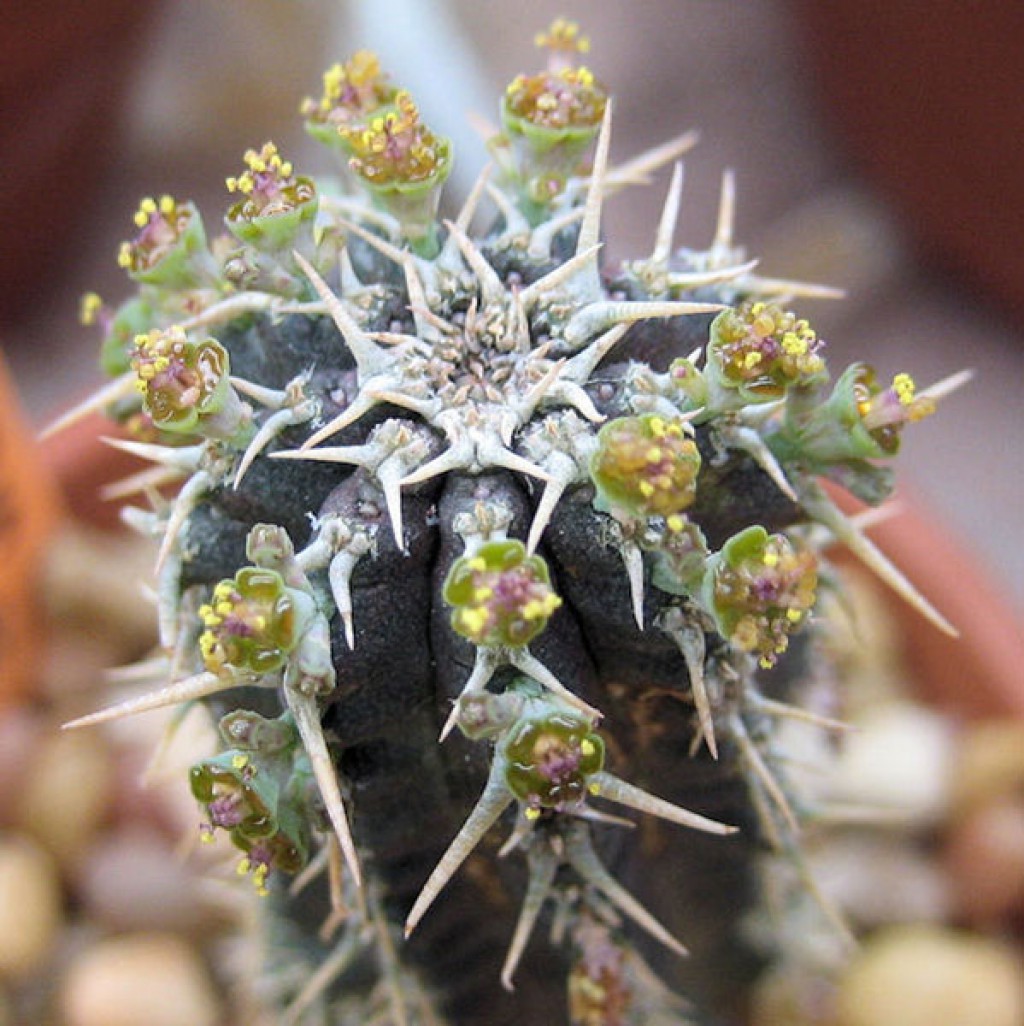 Euphorbia Phillipsioides Insukuland