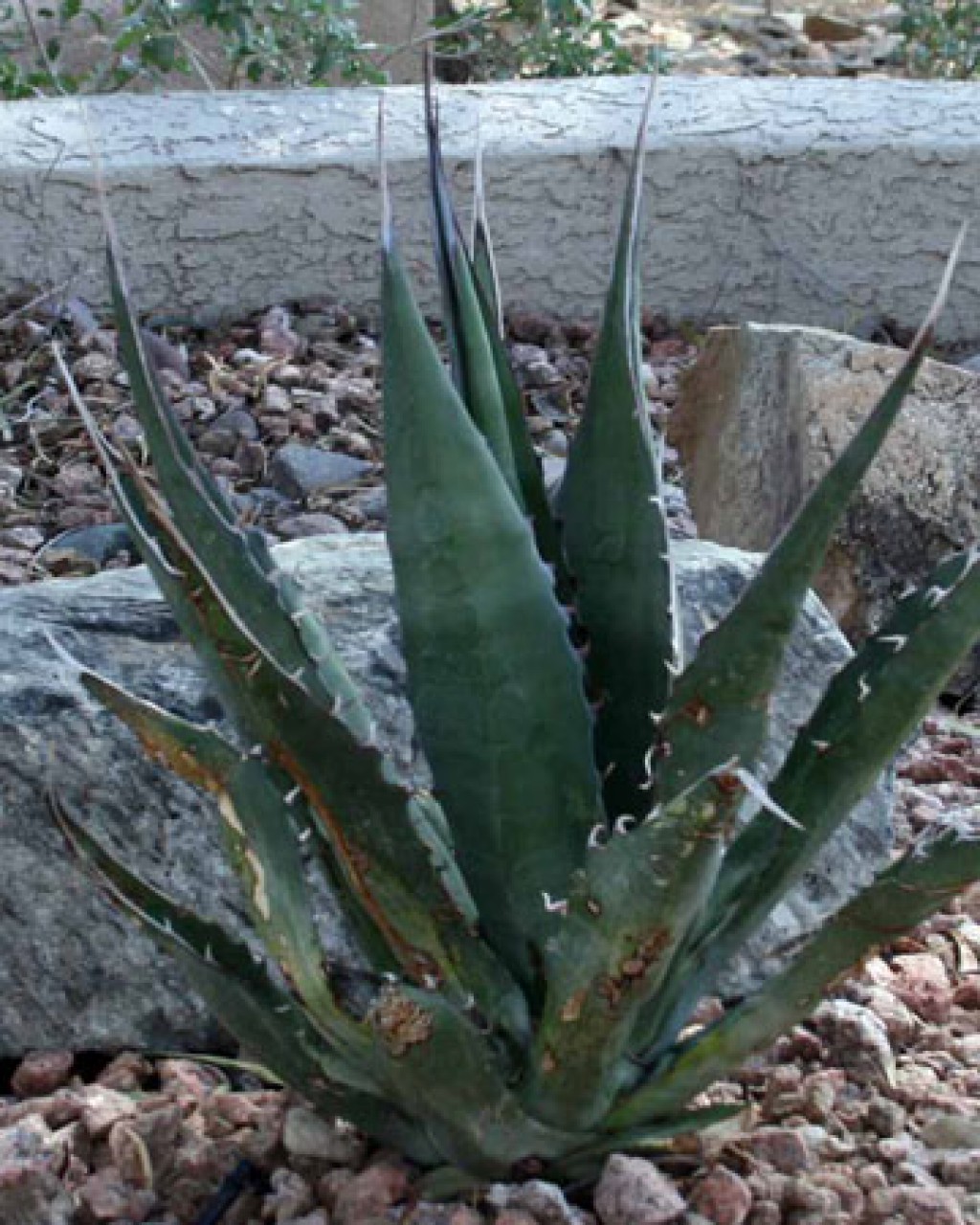 Agave Gentryi - insukuland