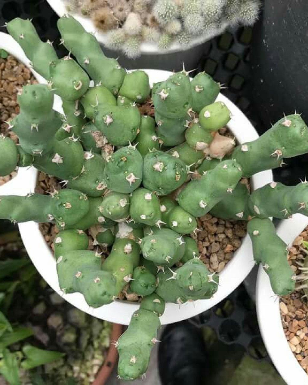 Euphorbia order Clivicola