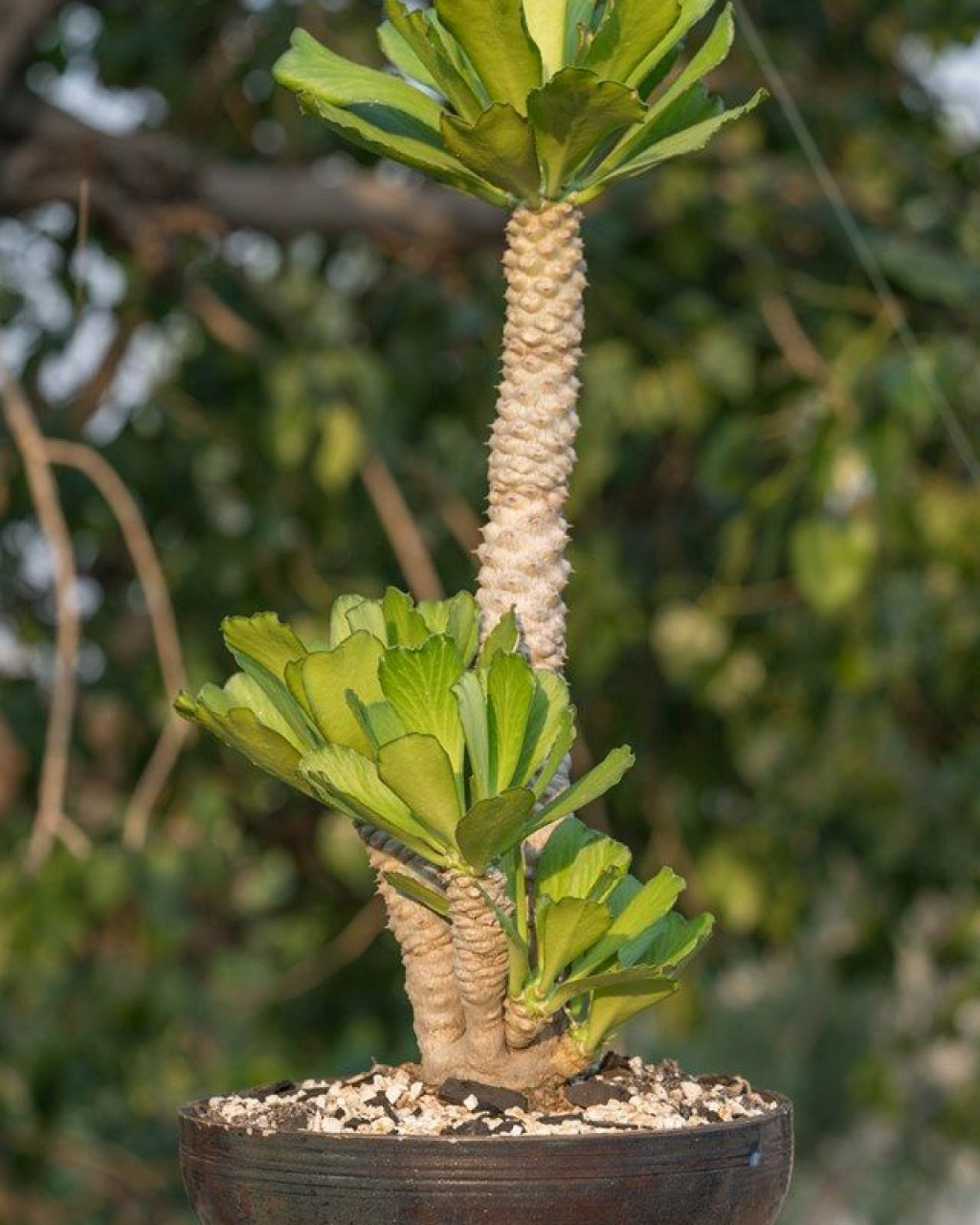 Euphorbia unispina - insukuland