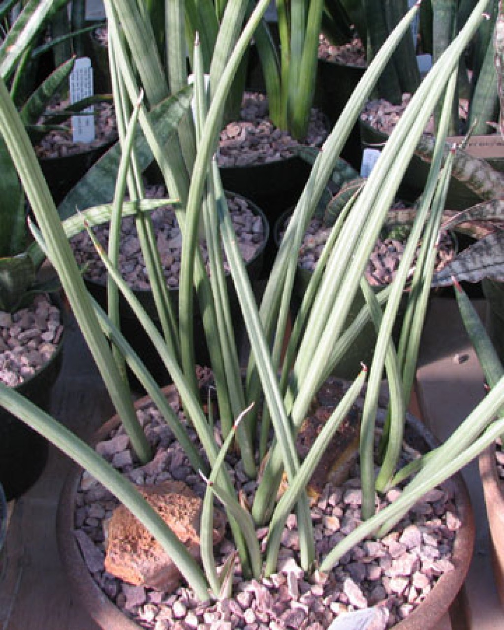 サンスベリア Sansevieria canaliculata dwarf