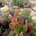 Adromischus alstonii