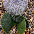 Adromischus bicolor