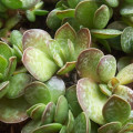 Adromischus caryophyllaceus