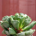 Adromischus cristatus