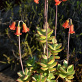 Cotyledon adscendens