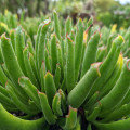 Cotyledon campanulata