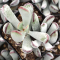 Cotyledon 'Happy Young Lady'