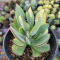 Cotyledon 'Mint Truffles'