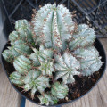 Euphorbia horrida 'Nova'