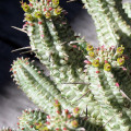 Euphorbia mammillaris 'Variegata'