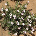 Pachypodium Bispinosum