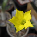 Pachypodium Densiflorum