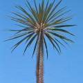 Pachypodium Geayi