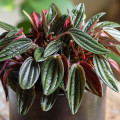 Peperomia 'Rosso'