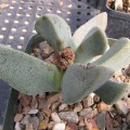 Pleiospilos Compactus