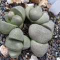 Pleiospilos Nelii