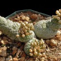 Pseudolithos Caput-viperae