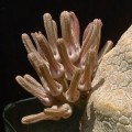 Pseudolithos Cubiformis