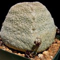 Pseudolithos Harardheranus