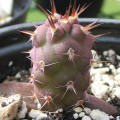 Tephrocactus Geometricus