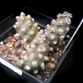 Tephrocactus Molinensis