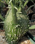 Adenia Globosa