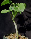 Adenia Hastata