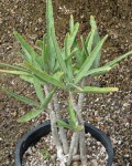 Adenium Oleifolium