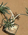 Adenium Swazicum