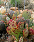 Adromischus alstonii