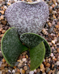 Adromischus bicolor