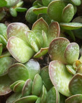 Adromischus caryophyllaceus