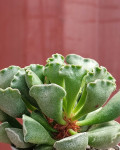 Adromischus cristatus