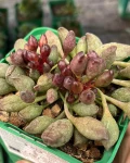 Adromischus cristatus 'Indian Clubs'