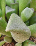 Adromischus cristatus var. schonlandii