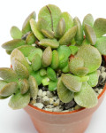 Adromischus diabolicus