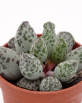 Adromischus festivus