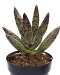 Adromischus filicaulis