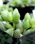 Adromischus filicaulis subsp. marlothii