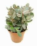 Adromischus hemisphaericus