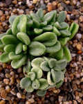 Adromischus humilis