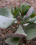 Adromischus inamoenus