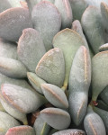 Adromischus liebenbergii