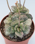 Adromischus maculatus