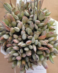 Adromischus mammillaris