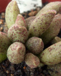 Adromischus marianiae