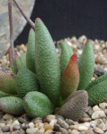 Adromischus marianiae 'Alveolatus'