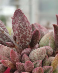 Adromischus marianiae 'Antidorcatum'