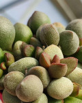 Adromischus marianiae 'Little Spheroid'